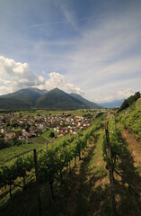 Vineyards in Ticno Canton, Switzerland