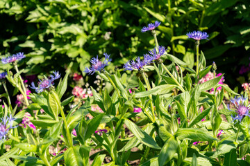 Mountain bluet or Centaurea Montana plant in Zurich in Switzerland 1.5.25