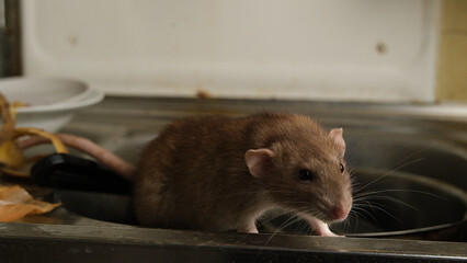 Brown rat among food waste and dirty unwashed dishes.