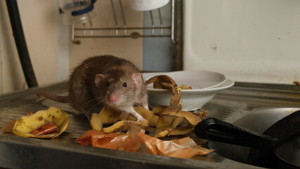 Brown rat among food waste and dirty unwashed dishes.