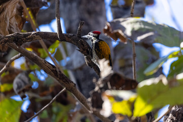 Golden Flameback Woodpecker (Dinopium benghalense) on tree at forest.