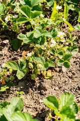 Strawberry or Fragaria X Ananassa plant in Zurich in Switzerland 1.5.25