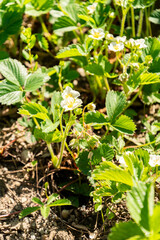Strawberry or Fragaria X Ananassa plant in Zurich in Switzerland 1.5.25