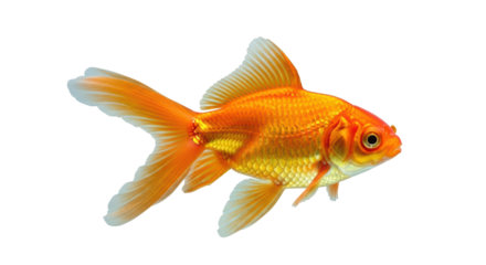 Isolated Bright Orange Goldfish with Flowing Fins