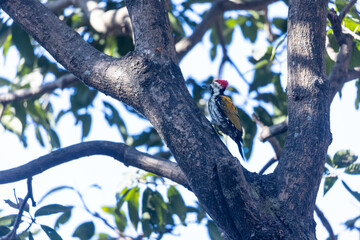 Golden Flameback Woodpecker (Dinopium benghalense) on tree at forest.