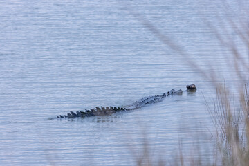 Crocodile (Crocodylidae) resting in ram ganga river at corbett national park.