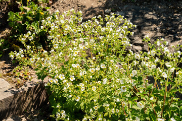 Potentilla Dombeyi var Andicola plant in Zurich in Switzerland 1.5.25