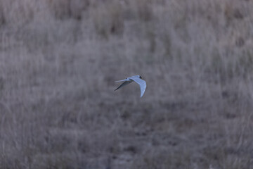 River tern (Sterna aurantia) fishing in the ram ganga river of jim corbett.