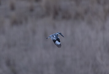 Pied Kingfisher (Ceryle rudis) bird hovering in sky for fishing.