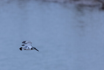 Pied Kingfisher (Ceryle rudis) bird hovering in sky for fishing.