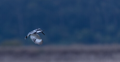 Pied Kingfisher (Ceryle rudis) bird hovering in sky for fishing.