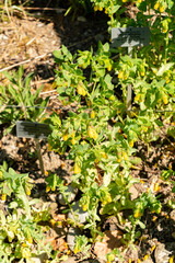 Siberian melic grass or Melica Altissima plant in Zurich in Switzerland 1.5.25