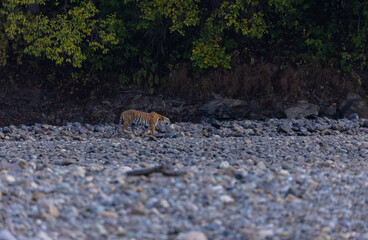 Female tigress  (Panthera tigris) at jungle hunting sanbar deer at jim corbett national park.