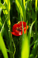 Bee Pollinating a Vibrant Red Opium Poppy | Pollination in Progress: Bee on a Scarlet Poppy Flower