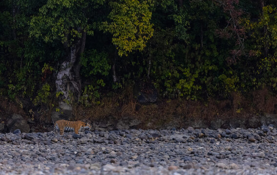 Female tigress  (Panthera tigris) at jungle hunting sanbar deer at jim corbett national park.