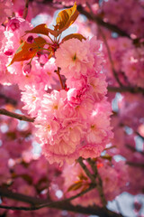Close-up of vibrant pink cherry blossom flowers in full bloom on a sunny spring day. Soft petals, delicate details, and natural beauty captured in a peaceful and colorful outdoor setting.