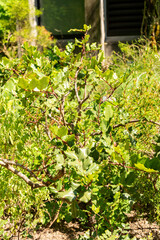 Carob or Ceratonia Siliqua plant in Zurich in Switzerland 1.5.25
