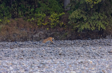 Female tigress  (Panthera tigris) at jungle hunting sanbar deer at jim corbett national park.