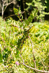Carob or Ceratonia Siliqua plant in Zurich in Switzerland 1.5.25