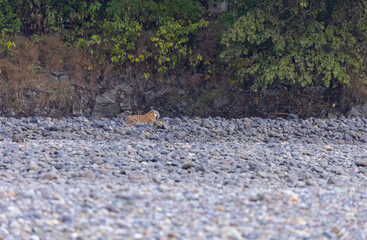 Female tigress  (Panthera tigris) at jungle hunting sanbar deer at jim corbett national park.