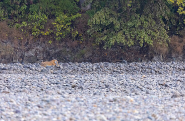 Female tigress  (Panthera tigris) at jungle hunting sanbar deer at jim corbett national park.