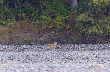Female tigress  (Panthera tigris) at jungle hunting sanbar deer at jim corbett national park.