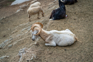 Goats and sheep grazing in the daylight, enjoying the sun in a peaceful day