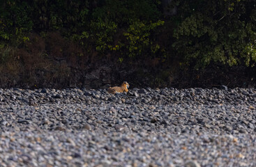 Female tigress  (Panthera tigris) at jungle hunting sanbar deer at jim corbett national park.