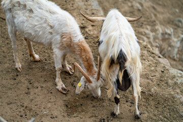 Goats and sheep grazing in the daylight, enjoying the sun in a peaceful day