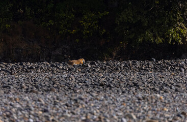 Female tigress  (Panthera tigris) at jungle hunting sanbar deer at jim corbett national park.