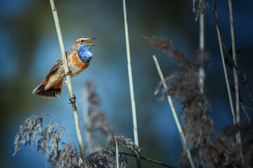 Bluethroat perched on reed in spring wetland