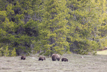 Grizzly Bear Sow and Cubs in Springtime in Grand Teton National Park Wyoming