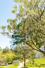 Coast banksia or Banksia Integrifolia plant in Zurich in Switzerland 1.5.25