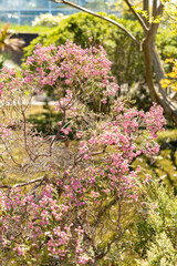 Berry heath or Erica Baccans plant in Zurich in Switzerland 1.5.25