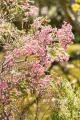 Berry heath or Erica Baccans plant in Zurich in Switzerland 1.5.25