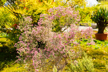 Berry heath or Erica Baccans plant in Zurich in Switzerland 1.5.25