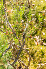 Erica Versicolor plant in Zurich in Switzerland 1.5.25