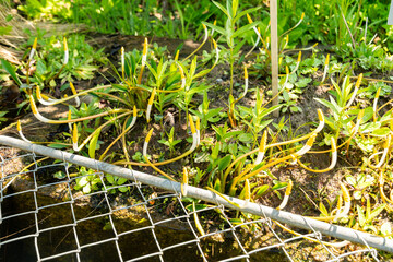 Floating arum or Orontium Aquaticum plant in Zurich in Switzerland 1.5.25