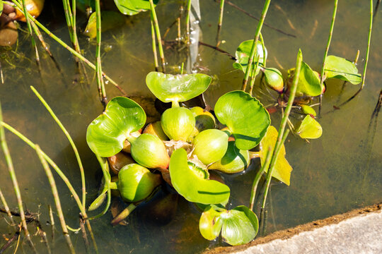 Chara Vulgaris plant in Zurich in Switzerland 1.5.25