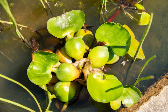 Chara Vulgaris plant in Zurich in Switzerland 1.5.25