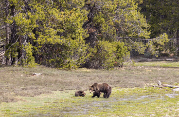 Grizzly Bear Sow and Cubs in Springtime in Grand Teton National Park Wyoming