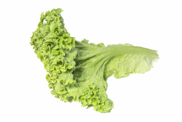 Fresh lettuce branch on white background