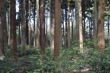 Obraz premium Photos of Japanese cedar (Cryptomeria japonica) trees including forest view, tree rings, male and female flowers, bark, and foliage in Korea.