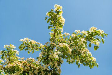 Common hawthorn or Crataegus Monogyna plant in Zurich in Switzerland 1.5.25