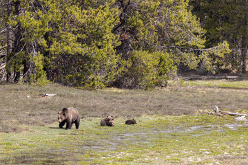 Grizzly Bear Sow and Cubs in Springtime in Grand Teton National Park Wyoming