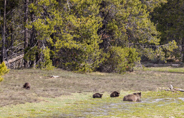 Grizzly Bear Sow and Cubs in Springtime in Grand Teton National Park Wyoming