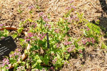 Valeria Cornucopiae plant in Zurich in Switzerland 1.5.25