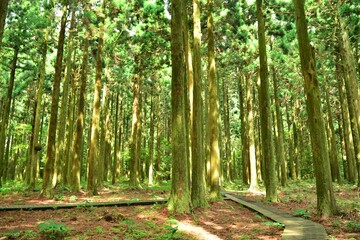 Fototapeta premium Photos of Japanese cedar (Cryptomeria japonica) trees including forest view, tree rings, male and female flowers, bark, and foliage in Korea.