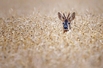 European roe deer buck standing alert in summer meadow