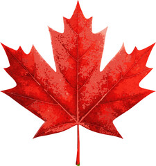 Red Canadian Vibrant Autumn Maple Leaf Vector Illustration